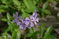 Wild Blue Phlox Ã¢â¬â Phlox divaricate